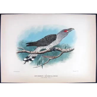 Channel-bill by H. Goodchild – Birds of Australia