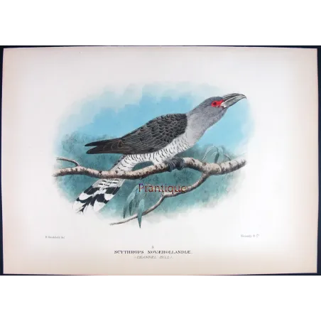 Channel-bill by H. Goodchild – Birds of Australia