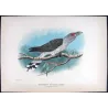 Channel-bill (*Scythrops Novaehollandiae*) – Original lithograph by H. Goodchild, Mathews (1910–27)