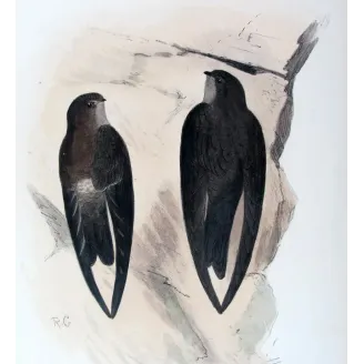 Grey-rumped Swiftlet by Roland Green – Birds of Australia