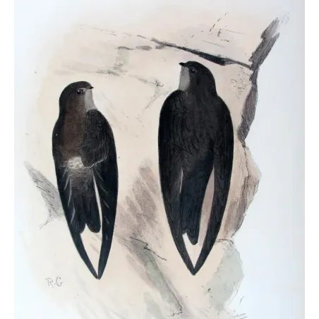 Grey-rumped Swiftlet by Roland Green – Birds of Australia