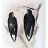 Grey-rumped Swiftlet (*Collocalia terraereginae*) – Original lithograph by Roland Green, Mathews (1910–27)