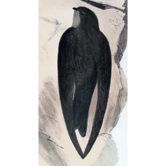 Grey-rumped Swiftlet by Roland Green – Birds of Australia