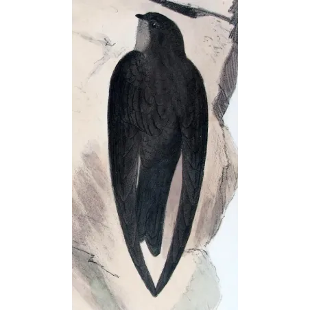 Grey-rumped Swiftlet by Roland Green – Birds of Australia