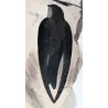 Grey-rumped Swiftlet (*Collocalia terraereginae*) – Original lithograph by Roland Green, Mathews (1910–27)