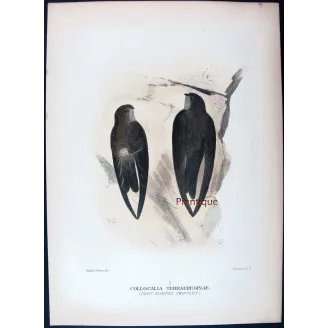 Grey-rumped Swiftlet by Roland Green – Birds of Australia