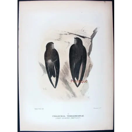 Grey-rumped Swiftlet by Roland Green – Birds of Australia