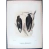 Grey-rumped Swiftlet (*Collocalia terraereginae*) – Original lithograph by Roland Green, Mathews (1910–27)