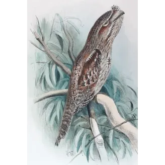 Tawny Frogmouth by Roland Green – Birds of Australia