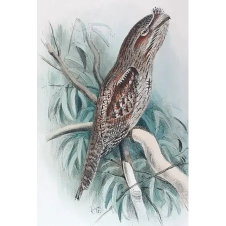 Tawny Frogmouth by Roland Green – Birds of Australia