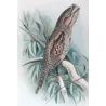 Tawny Frogmouth (*Podargus strigoides*) – Original lithograph by Roland Green, Mathews (1910–27)