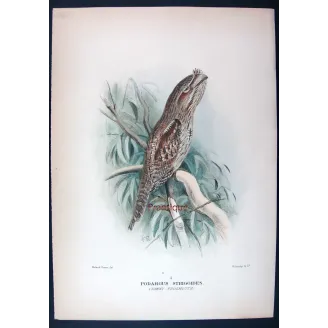 Tawny Frogmouth by Roland Green – Birds of Australia