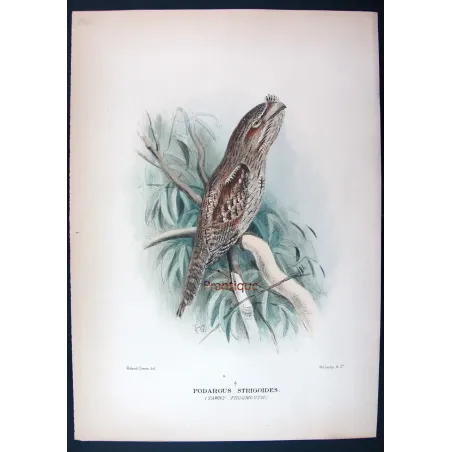 Tawny Frogmouth by Roland Green – Birds of Australia