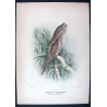 Tawny Frogmouth (*Podargus strigoides*) – Original lithograph by Roland Green, Mathews (1910–27)