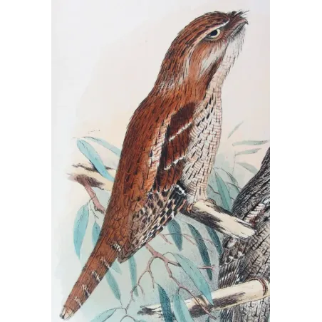 Tawny Frogmouth by H. Grönvold – Birds of Australia