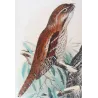 Tawny Frogmouth (*Podargus strigoides*) – Original lithograph by H. Grönvold, Mathews (1910–27)