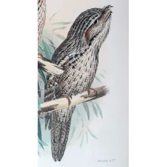 Tawny Frogmouth by H. Grönvold – Birds of Australia