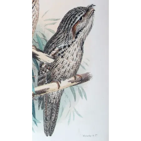 Tawny Frogmouth by H. Grönvold – Birds of Australia