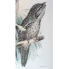 Tawny Frogmouth (*Podargus strigoides*) – Original lithograph by H. Grönvold, Mathews (1910–27)