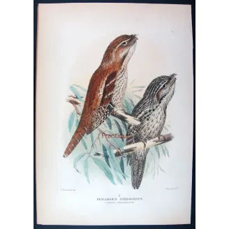 Tawny Frogmouth by H. Grönvold – Birds of Australia