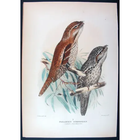 Tawny Frogmouth by H. Grönvold – Birds of Australia