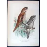 Tawny Frogmouth (*Podargus strigoides*) – Original lithograph by H. Grönvold, Mathews (1910–27)