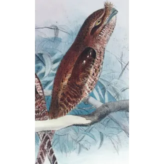Marbled Frogmouth by Roland Green – Birds of Australia