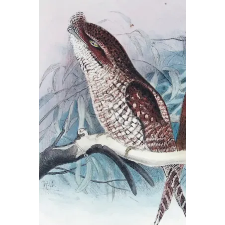 Marbled Frogmouth by Roland Green – Birds of Australia