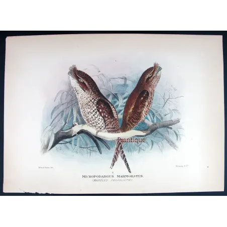 Marbled Frogmouth by Roland Green – Birds of Australia