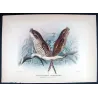 Marbled Frogmouth (*Micropodargus marmoratus*) – Original lithograph by Roland Green, Mathews (1910–27)