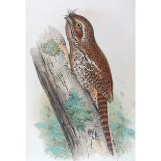 Plumed Podargus by H. Grönvold – Birds of Australia