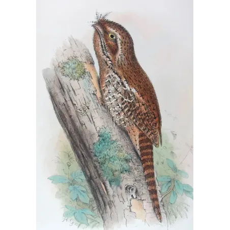 Plumed Podargus by H. Grönvold – Birds of Australia