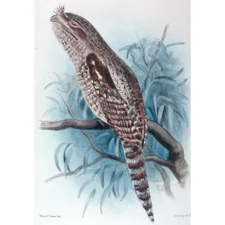 Large Podargus by Roland Green – Birds of Australia
