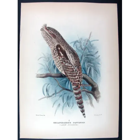 Large Podargus by Roland Green – Birds of Australia