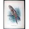 Large Podargus (*Megapodargus papuensis*) – Original lithograph by Roland Green, Mathews (1910–27)