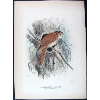 Owlet Nightjar by Roland Green – Birds of Australia