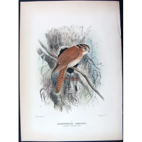 Owlet Nightjar by Roland Green – Birds of Australia
