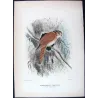 Owlet Nightjar (*Aegotheles cristata*) – Original lithograph by Roland Green, Mathews (1910–27)