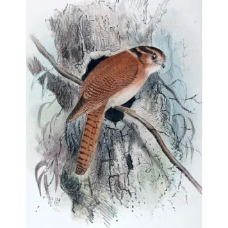 Owlet Nightjar by Roland Green – Birds of Australia