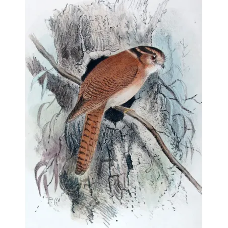 Owlet Nightjar by Roland Green – Birds of Australia