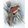 Owlet Nightjar (*Aegotheles cristata*) – Original lithograph by Roland Green, Mathews (1910–27)