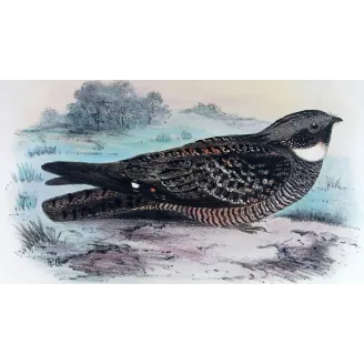 White-throated Nightjar by Roland Green – Birds of Australia