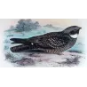 White-throated Nightjar (*Eurostopodus mystacalis*) – Original lithograph by Roland Green, Mathews (1910–27)