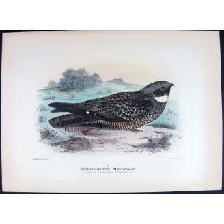 White-throated Nightjar by Roland Green – Birds of Australia