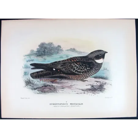 White-throated Nightjar by Roland Green – Birds of Australia