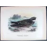 White-throated Nightjar (*Eurostopodus mystacalis*) – Original lithograph by Roland Green, Mathews (1910–27)