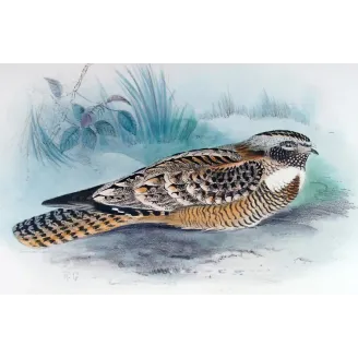 Spotted Nightjar by Roland Green – Birds of Australia