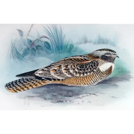 Spotted Nightjar by Roland Green – Birds of Australia