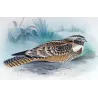 Spotted Nightjar (*Eurostopodus argus*) – Original lithograph by Roland Green, Mathews (1910–27)