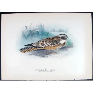 Spotted Nightjar by Roland Green – Birds of Australia